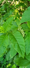 Phytolacca americana