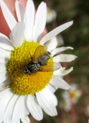 Zeuxia cinerea