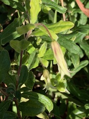 Billardiera mutabilis