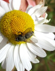 Zeuxia cinerea
