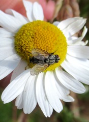 Zeuxia cinerea