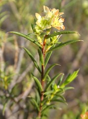 Diosma acmaeophylla