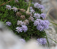 Globularia repens