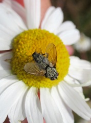 Zeuxia cinerea