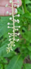 Phytolacca americana