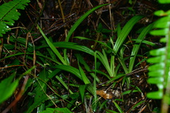 Calanthe davidii