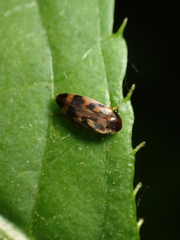 Orchesia undulata