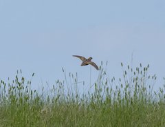 Coturnix japonica