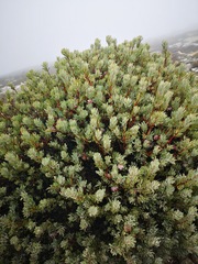 Protea pendula