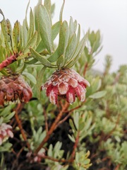 Protea pendula