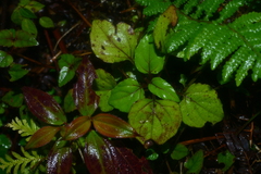 Ainsliaea macroclinidioides