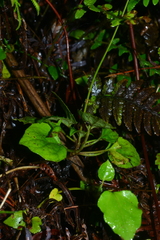 Ainsliaea macroclinidioides