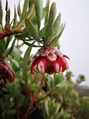 Protea pendula