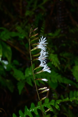 Ainsliaea macroclinidioides