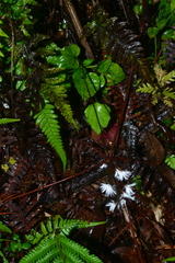 Ainsliaea macroclinidioides