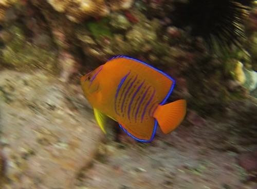 Clarión Angelfish