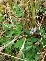 Corydalis arctica