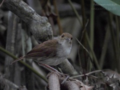 Pellorneum rostratum