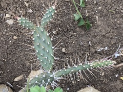 Opuntia repens