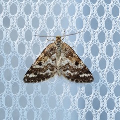 Eufidonia discospilata