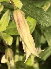 Billardiera mutabilis