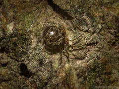 Hadrotarsinae