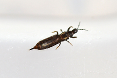 Phlaeothrips