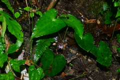 Asarum caudigerum