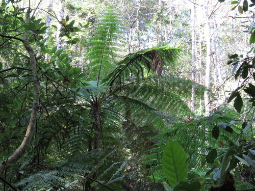 Cyathea schiedeana observed 2018-02-19