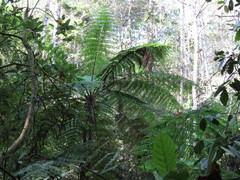 Cyathea schiedeana