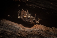 Poropterus bisignatus