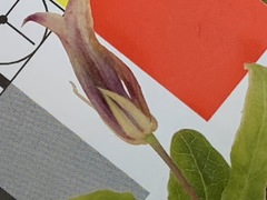 Billardiera mutabilis