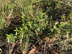 Billardiera mutabilis