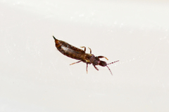 Phlaeothrips