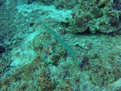 Fistularia commersonii