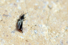 Phlaeothrips