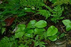 Liparis cordifolia