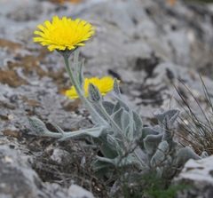 Hieracium tomentosum