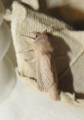 Phragmataecia castaneae