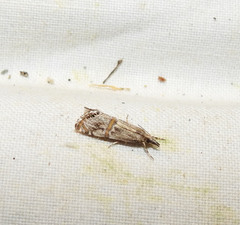 Euchromius ramburiellus