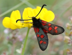Zygaena oxytropis
