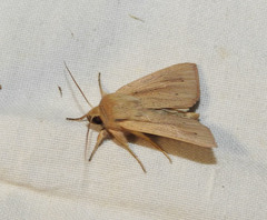 Mythimna prominens