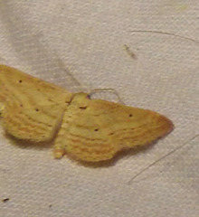 Idaea elongaria