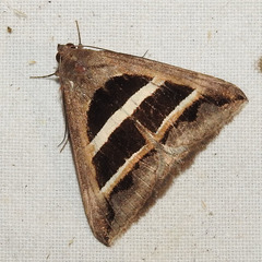 Grammodes bifasciata