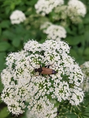 Trigonarthris subpubescens