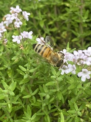 Apis mellifera