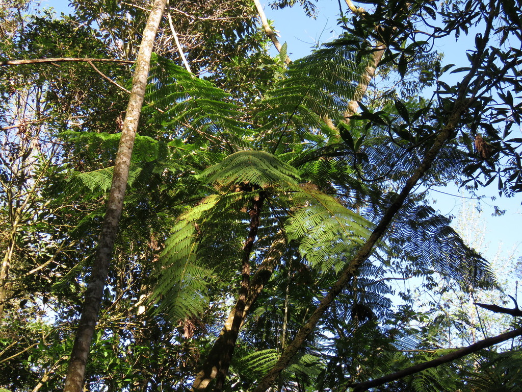 Cyathea schiedeana