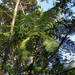 Cyathea schiedeana - Photo (c) Oliver Komar, algunos derechos reservados (CC BY-NC), subido por Oliver Komar