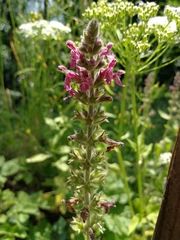 Stachys sylvatica