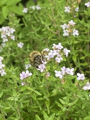 Apis mellifera